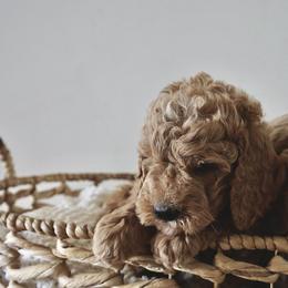 Bernedoodle, Goldendoodle, and Poodle Puppies from Central Valley Canine Companions