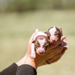 Border Collie Puppies from Cullins Collies