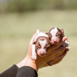 Border Collie Puppies from Cullins Collies