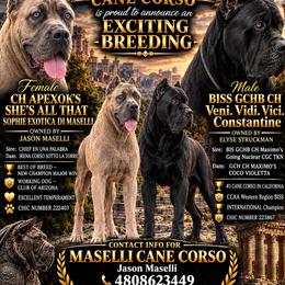 Cane Corso puppies from Maselli Cane Corso