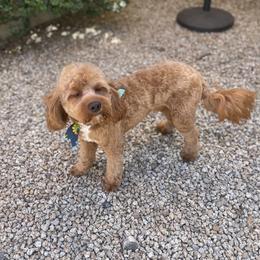 Cavalier King Charles Spaniel and Cavapoo Puppies from Larisa's Cavaliers