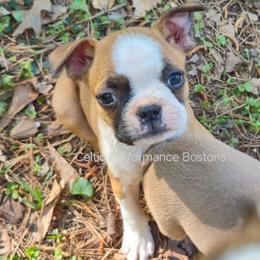 Boy 2 - Red male Boston Terrier puppy in Griffin, Georgia from Celtic Performance Bostons