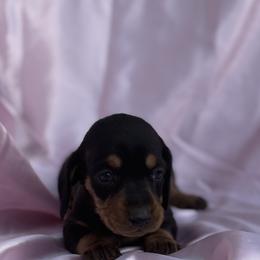 Girl 1 2000 - Black and tan female Dachshund puppy in Barbourville, Kentucky from The Bossy Doxie Farm