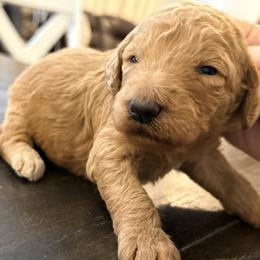 Rosie - Apricot female Goldendoodle puppy in Macclenny, Florida from Baker County Goldendoodles