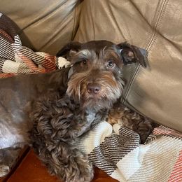 Elliot Monroe - Miniature Schnauzer