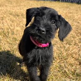 Girl 1 - Hot Pink Collar - Black female Giant Schnauzer puppy in St George, Utah from Schnauzer Ranch