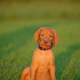 German Shorthaired Pointer and Vizsla Puppies from Nosam Kennels