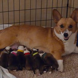 Pembroke Welsh Corgi puppies from Anthem AZ Corgis