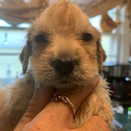 Ace - Goldendoodle puppy in Salem, Alabama from Oddles Of Doodles