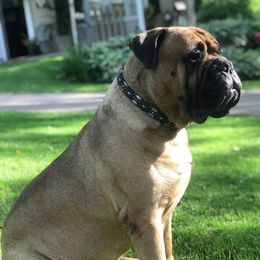 Bullmastiffs from Showdown Kennels