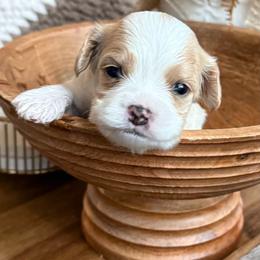 Caspian - Blenheim male Cavachon puppy in Draper, Utah from Peaks Pups — Exceptional by Nature. Raised with Purpose.