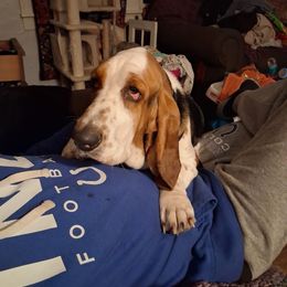 Basset Hound Puppies from Bad and Boujee Basset Hounds