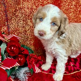 Harper - Brown and white female Aussiedoodle puppy in Marshall, Arkansas from Buffalo River Puppies