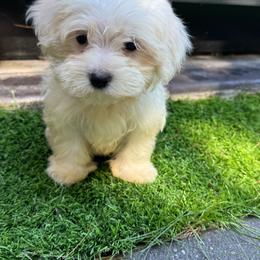 Blue - White male Maltese puppy in Massachusetts from Happy Tail Yorkies and Maltese