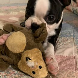Boston Terriers from Susan's Bostons
