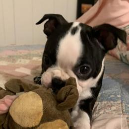 Boston Terriers from Susan's Bostons