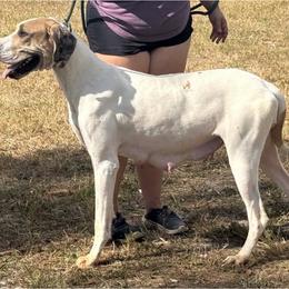 Oatmeal - Great Dane