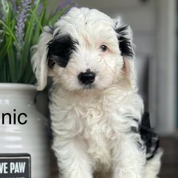 Sonic - Sheepadoodle puppy from Redcay's Mini Bernedoodles