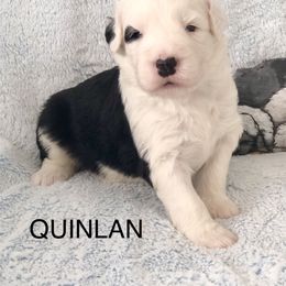 QUINLAN - Blue gray and white male Old English Sheepdog puppy in Baltimore, Maryland from Misty Blue’s Old English Sheepdogs