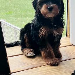 Poodle, Yorkipoo, and Yorkshire Terrier Puppies from Sonshine Yorkies
