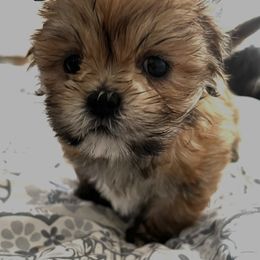 Lhasa Apso Puppies from Tibetan Tails