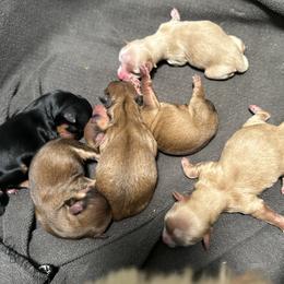 Havanese puppies from A Royal Havanese Court