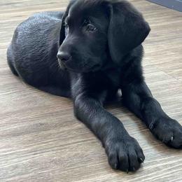 Labrador Retriever Puppies from Branley's Riverside Labradors