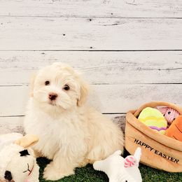 Havanese Puppies from Sweet Southern Havanese