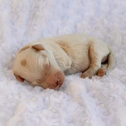 Harvey - Apricot male Labradoodle puppy in Crete, Nebraska from Doodles & Co
