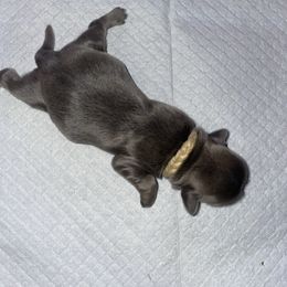 Anya - Blue female Shih Tzu puppy in Pleasant Shade, Tennessee from Kuntry Tyme Shih Tzus