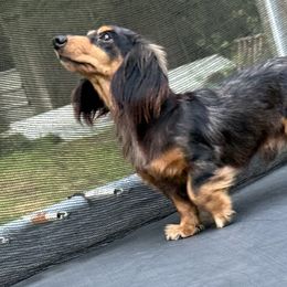 Little Bit - Dachshund