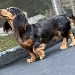 Little Bit - Dachshund