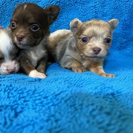 Bracco Italiano and Chihuahua Puppies from Snow Peak Kennel