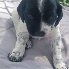 French Brittany Puppies from Staunch Point Kennel