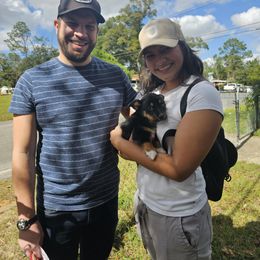 American Corgi and Pembroke Welsh Corgi Puppies from Koko's Kennels