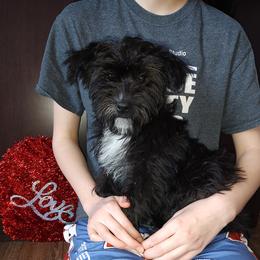Nick - Black male Yorkipoo puppy in Lapeer, Michigan from Puppy Kisses