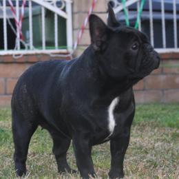 Bulldogs and French Bulldogs from Jose Navarro