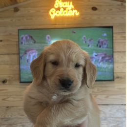 Golden Retriever Puppies from Apple Country Retrievers