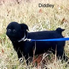Diddley - Brussels Griffon