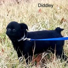 Diddley - Brussels Griffon