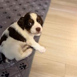 Indie blue boy anna - White and liver male English Springer Spaniel puppy in Lufkin, Texas from Shifletknight Springer Spaniels
