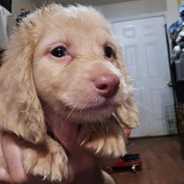Mocha's cream boy - Cream male Dachshund puppy in Lyle, Washington from Wines Wienery