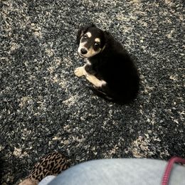 Dachshund Puppies from HotDachs