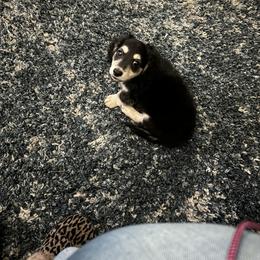 Dachshund Puppies from HotDachs