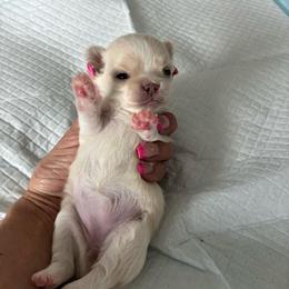 Faith - Fawn female Chihuahua puppy in Menifee, California from Lane’s Little Long Coats