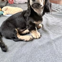 Drago - Black and cream male Dachshund puppy in Caulfield, Missouri from Hocomo Hollow Doxies