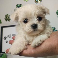 Girl 4 - White female Mal-Shi puppy in Boca Raton, Florida from Tina-Marie's Pups