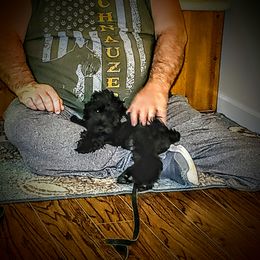 Miniature Schnauzer Puppies from A'Lord Miniature Schnauzer