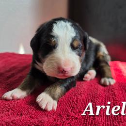 Ariel - Black rust and white female Bernese Mountain Dog puppy in Blackfoot, Idaho from Draper Mountain Doodles