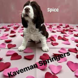 Male Liver Tri-  Spice-red - Liver white and tan male English Springer Spaniel puppy in Pacific, Washington from Kaveman Springers